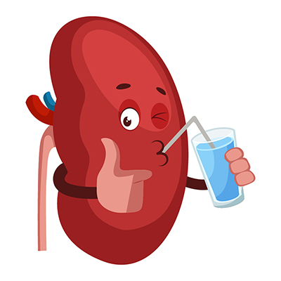 Kidney is drinking juice