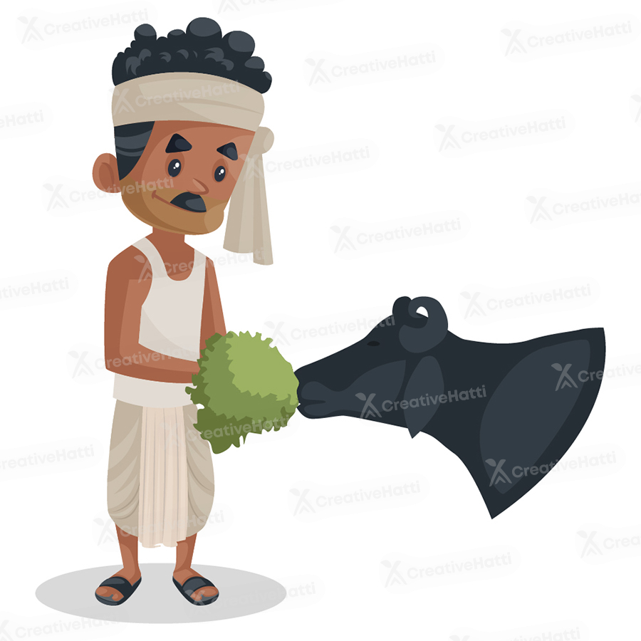 Indian farmer is feeding grass to a buffalo Indian farmer is feeding grass to a buffalo